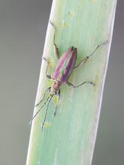 Donacia aquatica, known as the zircon reed beetle