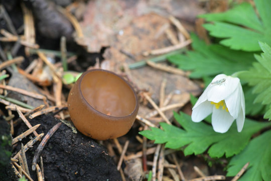 Dumontinia tuberosa, known as the anemone cup, wild fungus from Finland