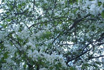 Apple tree in bloom Siberia