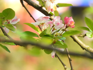 Begonia flower in China