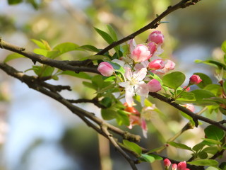 Begonia flower in China