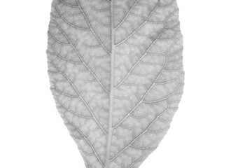 Close up of black and white leaves, see the details of the fibers on the white background