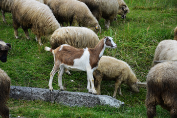 Goats and sheep © astaszczyk