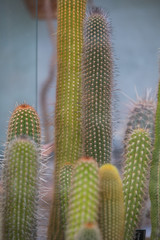 Many cactuses in a greenhouse