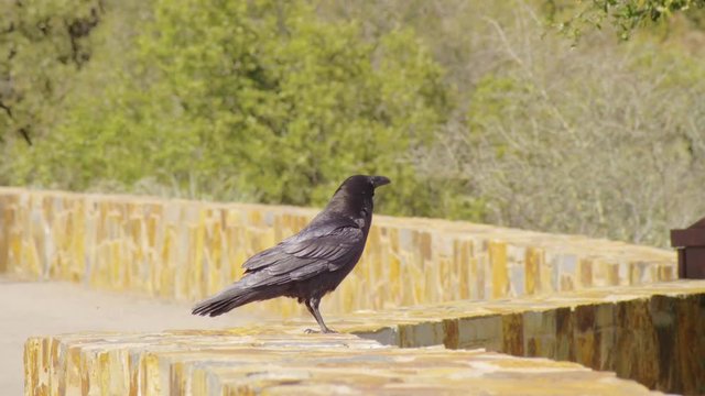 long shot of raven standing on stone fance and looking around