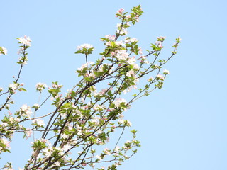 Begonia flower in China