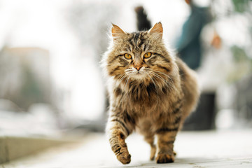 Photo of walking unhappy ginger homeless cat.