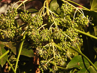 the green plant in the park
