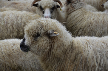 sheep in the countryside