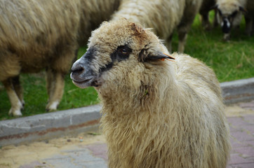 sheep in the countryside © astaszczyk