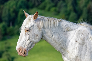 Obraz premium Cheval blanc au repos