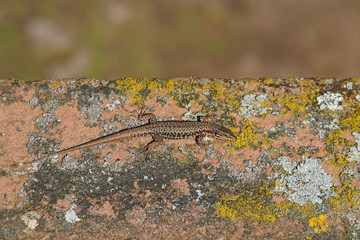 Mauer-Eidechse