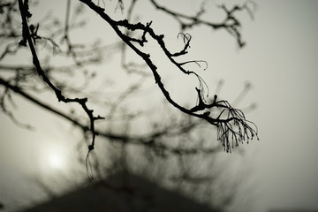 branches of tree