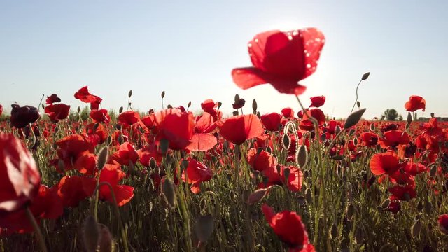 Campo di papaveri rossi al sole, una bella visione naturale mossa lentamente dal vento.