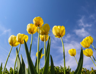 Fototapeta premium Beautiful yellow tulips in spring against blue sky with clouds. Floral background