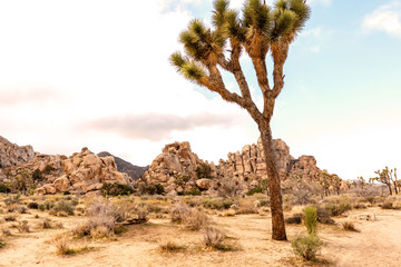 Joshua tree on a road side with outstanding rock formations on background. Joshua Tree National park, California, USA.