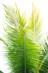 Detail of coconut trees with soft light background or vintage style.