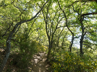 Bauduen. Sentier forestier sur les rives du lac de Sainte-Crois. Alpes-de-Haute-Provence