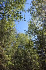 Fototapeta na wymiar Summer. Forest landscape - trees, blue sky.