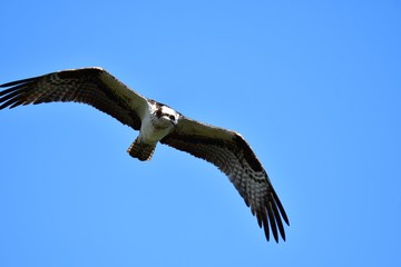 A Osprey searching the fish to eat.           Burnaby lake BC Canada