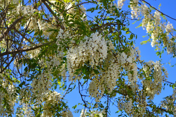Silky Wisteria Tree in Bloom, Wisteria Brachybotrys, Nature