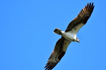 A Osprey searching the fish to eat.           Burnaby lake BC Canada