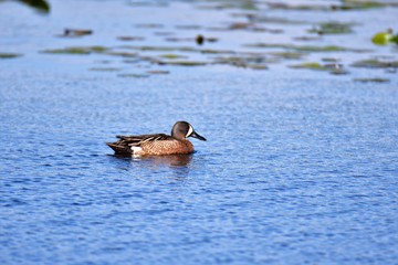 Blue-winged Teal    Burnaby lake BC Canada