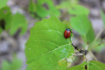ladybug on a green leaf in the forest
