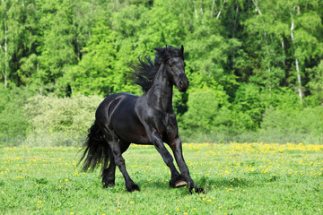Friesian Horse. Black stallion galloping on a meadow