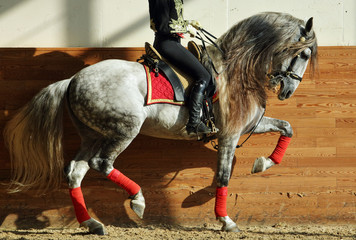 Equestrian artist dressage rider proposes to equestrian performances of Haute Ecole dressage 