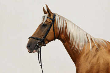 Dressage sports horse portrait in outdoor 