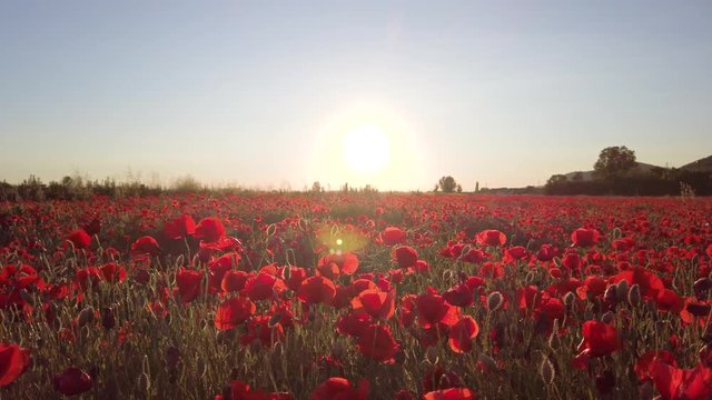 Campo di papaveri rossi al sole, una bella visione naturale mossa lentamente dal vento.
