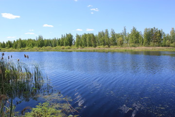 Summer. Lake in the forest. Forest landscape.