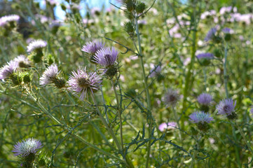 Close-up of Wild Thistle Blossoms, Nature, Macro