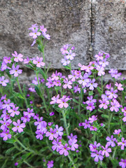 Small purple flowers grow near the wall of the house. Concrete background