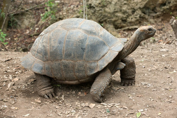 Galapagos Tortoise in a nature reserve