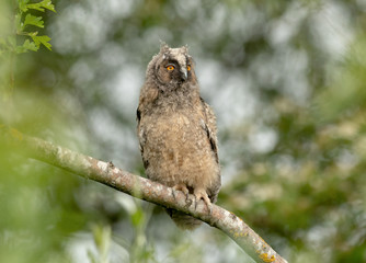 Pullo di Gufo Reale - (Bobo Bobo)