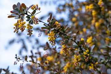 Blooming barberry (Berberis) on a spring day, against the blue sky and white clouds.