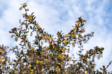 Blooming barberry (Berberis) on a spring day, against the blue sky and white clouds.