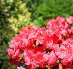 Bloosom of red azalea flower in spring garden. Gardening concept. Floral background