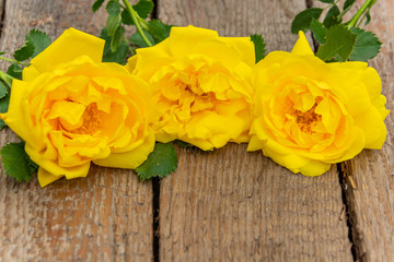 Yellow roses Close-up on a textured old background from vintage wooden boards for advertising, Copy space, Flat lay, place for text.