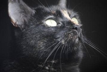 Chat