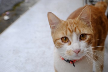 Chat