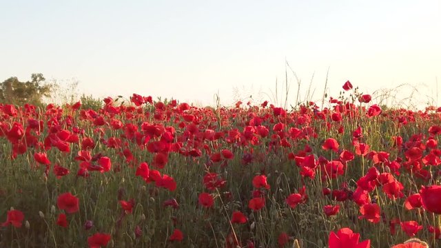Immenso campo di papaveri rossi nel parco naturale al tramonto.