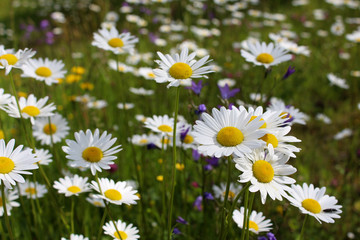 Eine Wiese voller Blumen in der hellen Morgensonne.