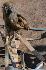 くたびれたサル