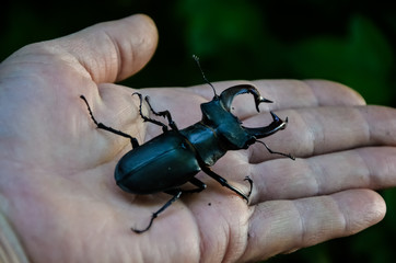 macro image of big stag beetle on my hand (Lucanus cervus) is one of the biggest beetles in Europe. Belongs to the order of coleoptera, the family of horns, is listed as Near Threatened by the IUCN R