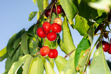cherries on tree