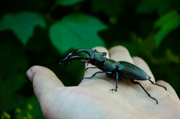 macro image of big stag beetle on my hand (Lucanus cervus) is one of the biggest beetles in Europe. Belongs to the order of coleoptera, the family of horns, is listed as Near Threatened by the IUCN R