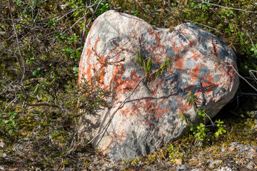 stone in the bushes cranberries close-up